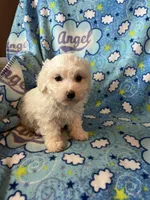 Oliver, a male Maltipoo and Maltese for sale in Maynard, MN – 5 of 6