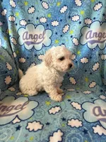 Oliver, a male Maltipoo and Maltese for sale in Maynard, MN – 4 of 6