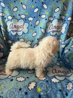 Oliver, a male Maltipoo and Maltese for sale in Maynard, MN – 6 of 6