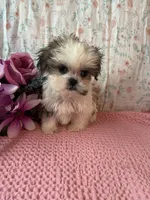 Aspen, a female Maltese and Mal Shi for sale in Maynard, MN – 5 of 5