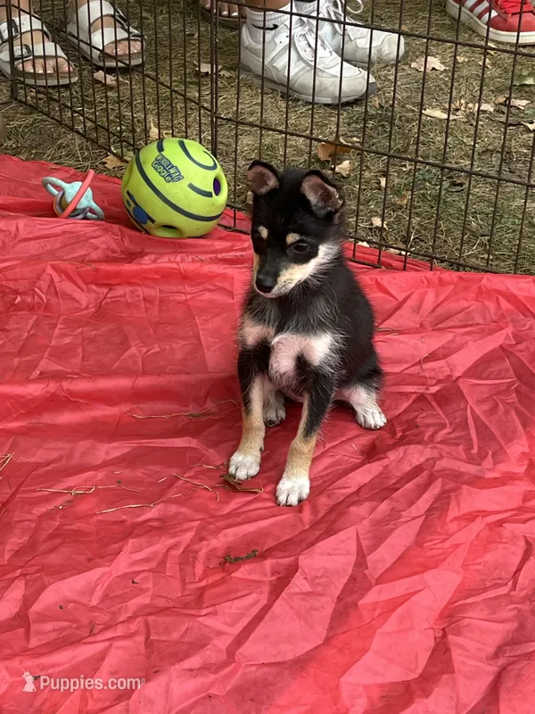 Spice Girl – Shiba Inu puppy for sale in Maynard, MN