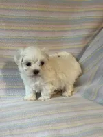 Bella, a female Maltese for sale in Maynard, MN – 3 of 9