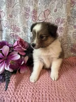 Mika, a female Shetland Sheepdog for sale in Maynard, MN – 5 of 7