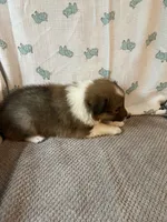 Riko, a male Shetland Sheepdog for sale in Maynard, MN – 6 of 7