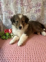 Chazzy, a female Shetland Sheepdog for sale in Maynard, MN – 3 of 6