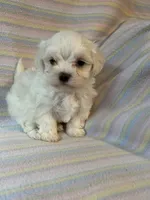 Bella, a female Maltese for sale in Maynard, MN – 7 of 9