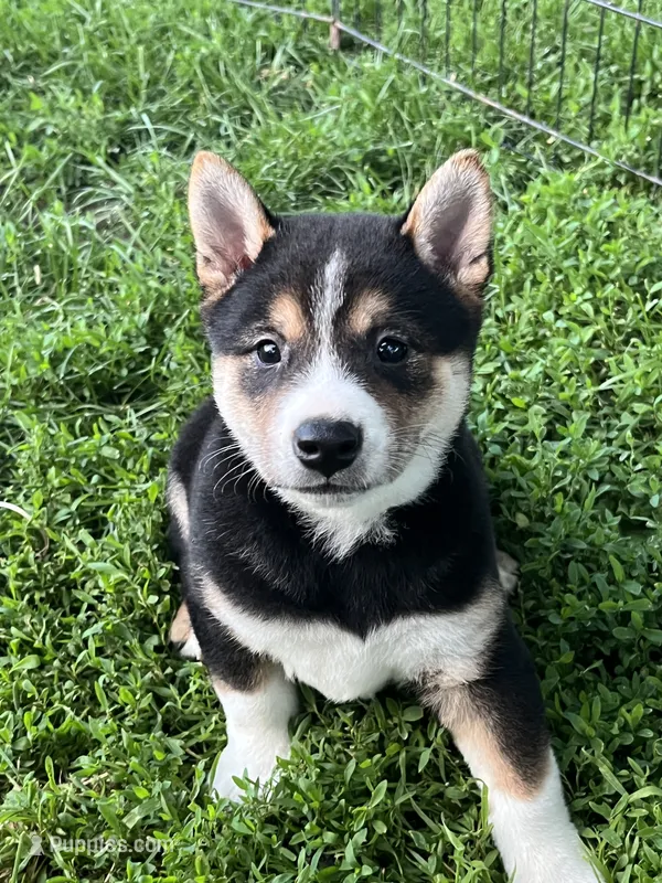 Smokey, a male Shiba Inu for sale in Maynard, MN – 1 of 5