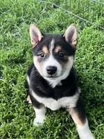 Smokey, a male Shiba Inu for sale in Maynard, MN – 1 of 5