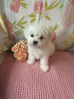 Bindy, a female Maltese and Shih Tzu for sale in Maynard, MN – 1 of 9