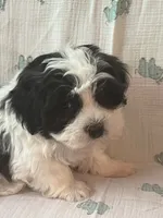 Kaden, a male Maltese and Shih Tzu for sale in Maynard, MN – 5 of 8