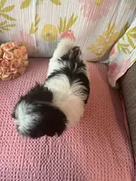 Mindy, a female Maltese and Shih Tzu for sale in Maynard, MN – 5 of 9