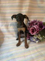 Sasha, a female Miniature Pinscher for sale in Maynard, MN – 4 of 5