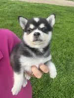 Zor, a male Alaskan Klee Kai for sale in Maynard, MN – 6 of 9
