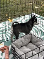 Blu Sky, a female Alaskan Klee Kai for sale in Maynard, MN – 4 of 5