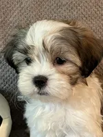 Buddy, a male Maltese and Shih Tzu for sale in Maynard, MN – 4 of 9