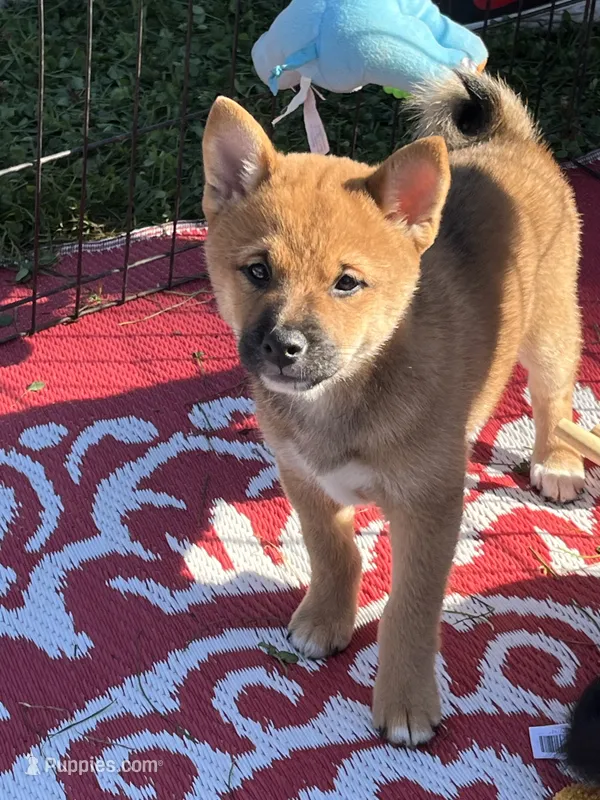 Shako – Shiba Inu puppy for sale in Maynard, MN