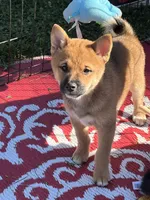 Shako, a male Shiba Inu for sale in Maynard, MN – 1 of 9