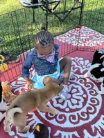 Shako, a male Shiba Inu for sale in Maynard, MN – 9 of 9