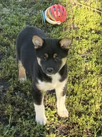 Buddy, a male Shiba Inu for sale in Maynard, MN – 2 of 3