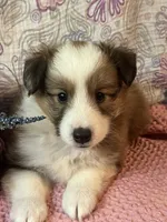 Shwazie, a female Shetland Sheepdog for sale in Maynard, MN – 4 of 8