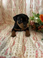 Olivia, a female Miniature Pinscher for sale in Maynard, MN – Photo 4 of 6