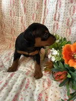Olivia, a female Miniature Pinscher for sale in Maynard, MN – Photo 2 of 6