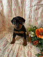 Olivia, a female Miniature Pinscher for sale in Maynard, MN – Photo 5 of 6