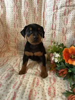 Olivia, a female Miniature Pinscher for sale in Maynard, MN – Photo 3 of 6