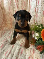 Olivia, a female Miniature Pinscher for sale in Maynard, MN – Photo 1 of 6