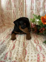 Olivia, a female Miniature Pinscher for sale in Maynard, MN – Photo 6 of 6
