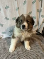 Riko, a male Shetland Sheepdog for sale in Maynard, MN – 4 of 7