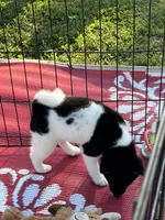Oreo, a female Shiba Inu for sale in Maynard, MN – 7 of 9