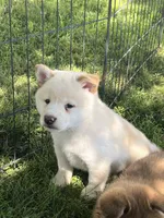 Casper, a male Shiba Inu for sale in Maynard, MN – 4 of 4