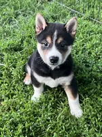 Smokey, a male Shiba Inu for sale in Maynard, MN – 3 of 5