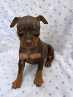 Dante, a male Miniature Pinscher for sale in Maynard, MN – 2 of 6