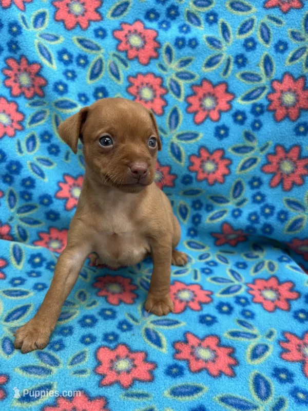 Dolly – Miniature Pinscher puppy for sale in Maynard, MN