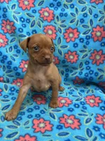 Dolly, a female Miniature Pinscher for sale in Maynard, MN – 1 of 4