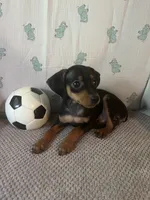 Jack, a male Miniature Pinscher for sale in Maynard, MN – 8 of 9