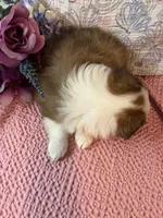 Shwazie, a female Shetland Sheepdog for sale in Maynard, MN – 7 of 8