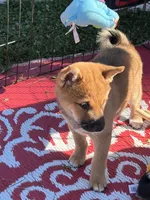 Shako, a male Shiba Inu for sale in Maynard, MN – 7 of 9