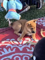 Shako, a male Shiba Inu for sale in Maynard, MN – 8 of 9