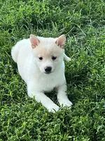 Ollie, a male Shiba Inu for sale in Maynard, MN – 6 of 6