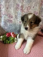 Chazzy, a female Shetland Sheepdog for sale in Maynard, MN – 5 of 6