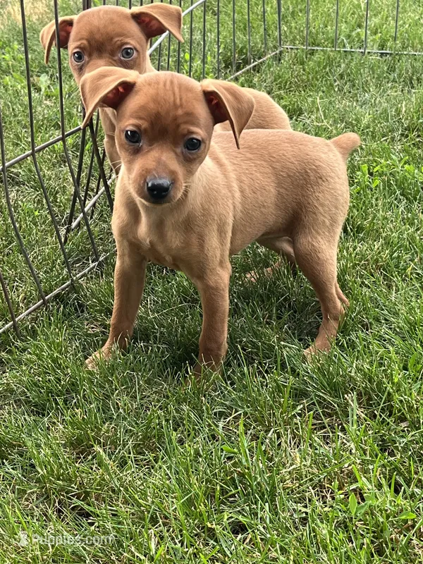 Daisey – Miniature Pinscher puppy for sale in Maynard, MN