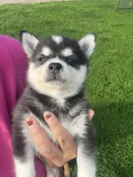 Zor, a male Alaskan Klee Kai for sale in Maynard, MN – 3 of 9