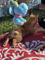 Shako, a male Shiba Inu for sale in Maynard, MN – 3 of 9