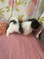 Mindy, a female Maltese and Shih Tzu for sale in Maynard, MN – 7 of 9