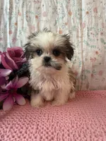 Aspen, a female Maltese and Mal Shi for sale in Maynard, MN – 4 of 5