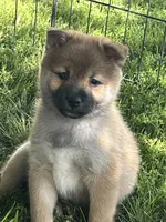Teddy, a male Shiba Inu for sale in Maynard, MN – 2 of 8