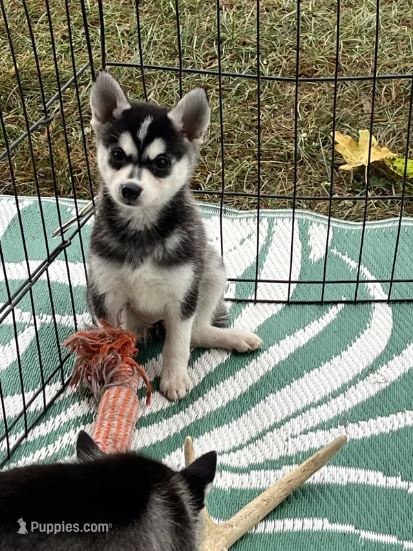 Chaako – Alaskan Klee Kai puppy for sale in Maynard, MN